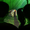 Hänsel Und Gretel -