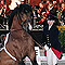 Symphonie Der Hengste