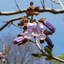 B&auml;ume auf dem UKE-Gel&auml;nde - Ein botanischer Rundgang
