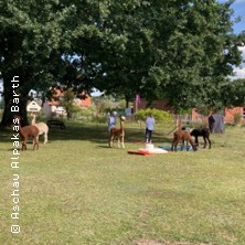 Meditieren mit Alpakas