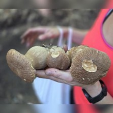 Einstieg in die Welt der Pilze