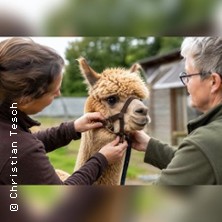 Handlingkurs f&uuml;r Alpakas - Sicher und stressfrei mit Alpakas umgehen