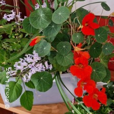 Kr&auml;uter Kochkurs - Kochschule Sonja Lenz