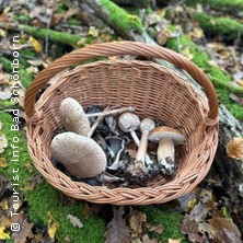 Bad Sch&ouml;nborner Pilzlehrwanderung