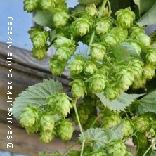 F&uuml;r Gruppen - Brauh&auml;user & K&ouml;lschkultur | Millionendorftouren