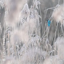 Seminar Faszination Eisvogelfotografie | Imaging World N&uuml;rnberg