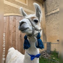 Alpaka Wanderung - Gruppentour