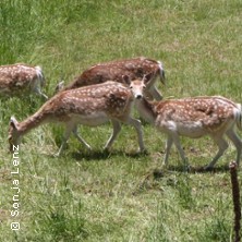 Wild Kochkurs - Kochschule Sonja Lenz