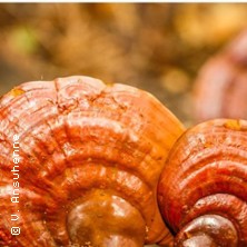 Vitalpilze aus Sicht der Chinesischen Medizin - Fachseminar