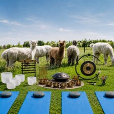 Klangreise mit Alpakas - Open Air Sound Healing in Zwickau