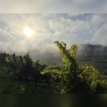 Cool-Climate-Winetasting