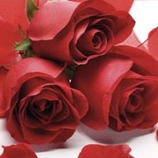 Liebesliederwalzer -  Musikverein Pasewalk e.V.