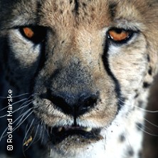 Afrika &ndash; Namibia & Botswana / Multi-Visions-Show von Roland Marske